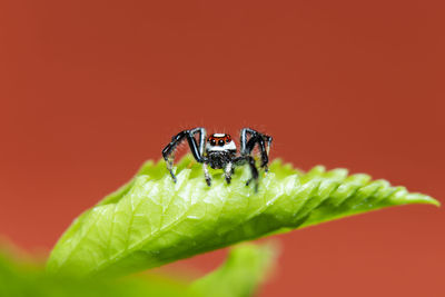 Close-up of a tree spider on a leaf