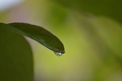 Close-up of insect on leaf