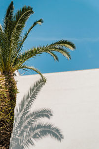 Palm tree against clear blue sky