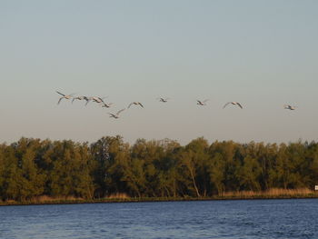 Birds flying over sea