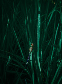 Close-up of insect on grass