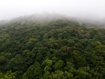 Scenic view of forest