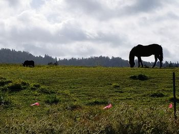 Horses grazing on field against sky