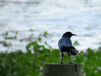 Bird perching on wood