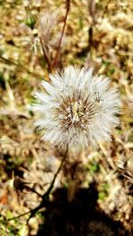 Close-up of dandelion