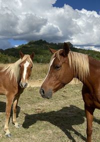 Horses standing in a field