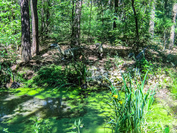 Plants and trees in forest