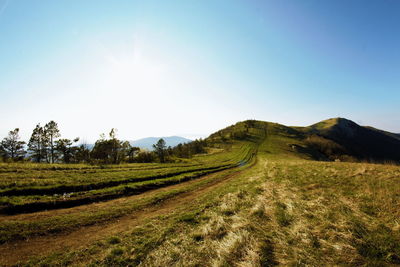 Scenic view of field against clear sky