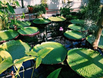 Leaves growing in water