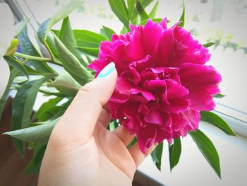 Close-up of hand with pink flowers