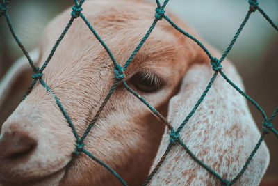 Close-up of a dog