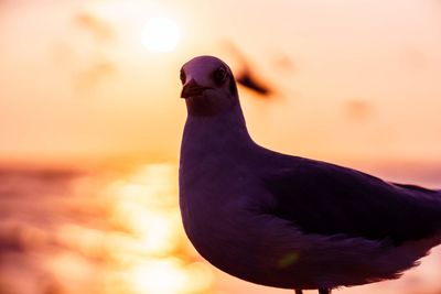 Close-up of pigeon