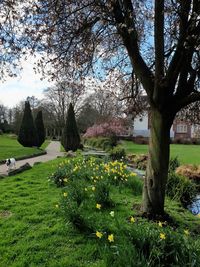 View of flowering trees in park