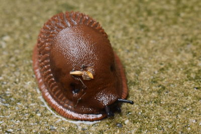 Close-up of snail