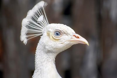 Close-up of a bird looking away