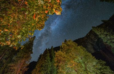 Scenic view of forest against sky at night