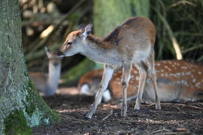 Deer standing on field