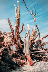 Driftwood on tree trunk against sky