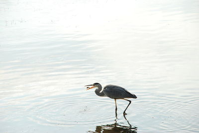 Bird perching on a lake