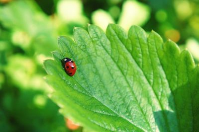 Close-up of ladybug on leaf