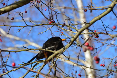 Low angle view of bird perching on branch