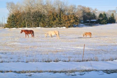 Horses in a field