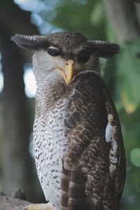 Close-up portrait of a bird