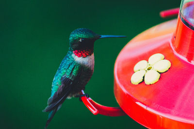 Close-up of bird perching on feeder