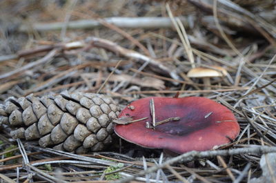 Close-up of a mushroom on field