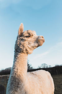 Alpaca in farm in outer london