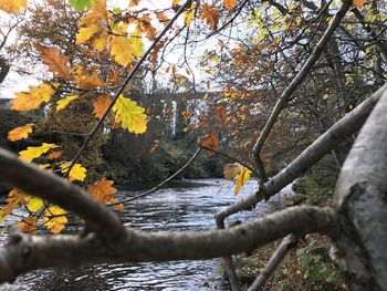 Trees in water