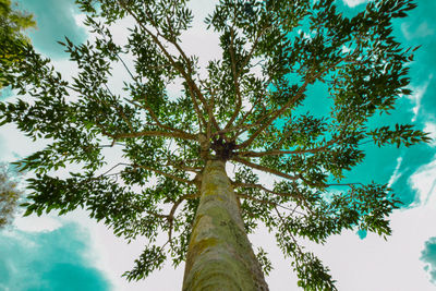 Low angle view of tree against sky