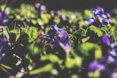 Close-up of purple flowering plants