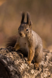 Close-up of squirrel on rock