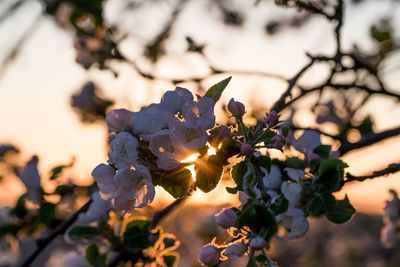 Close-up of cherry blossom against sky