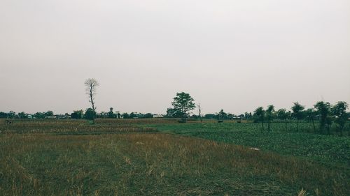 Scenic view of field against clear sky