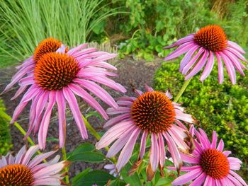 Close-up of purple flower