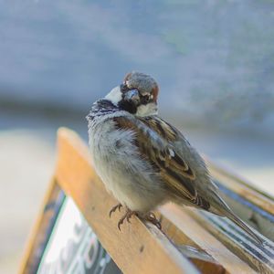 Close-up of bird perching on wood