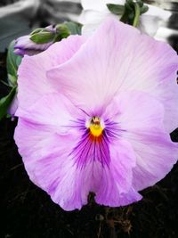 Close-up of pink flower blooming outdoors