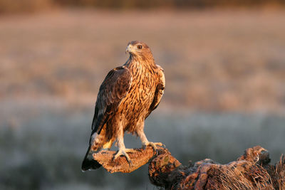 Bird perching on a rock