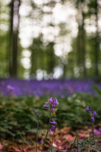 Close-up of purple flowering plants on land