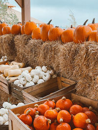 View of pumpkins in container