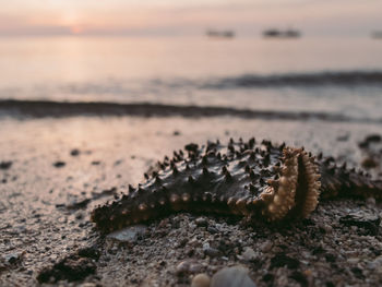 Close-up of starfish on shore at beach during sunset