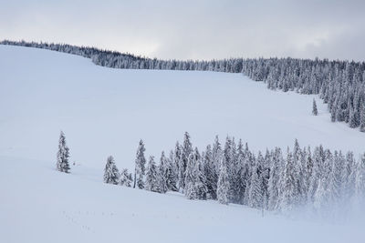 Winter landscape from rodnei mountain. a cold foggy morning with heavy snow.