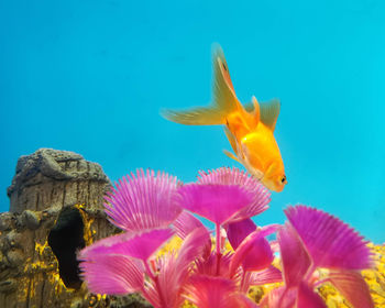 Close-up of fish swimming in sea