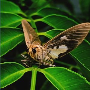 Close-up of butterfly on leaf