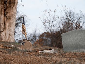 Trees growing on field against sky