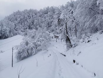 Snow covered trees on field