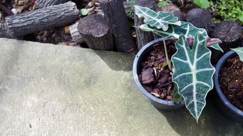 High angle view of potted plants in yard