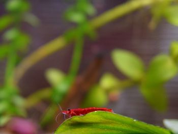 Close-up of insect on plant